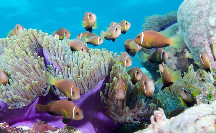 Мальдивы – приговоренный архипелаг